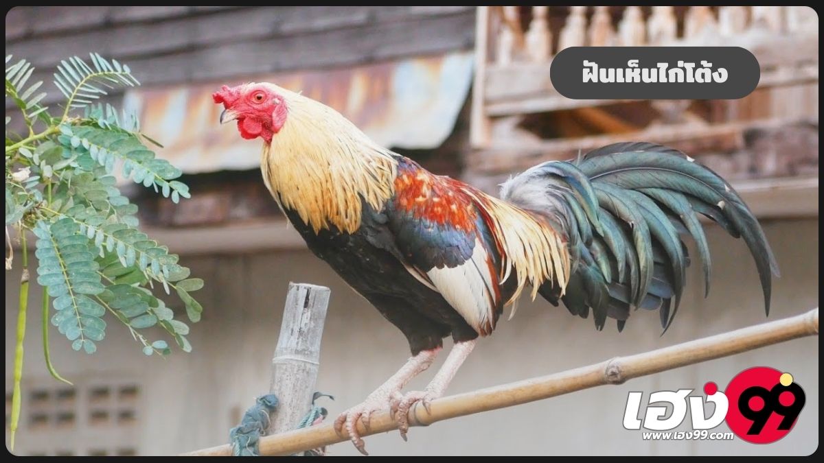 ฝันเห็นไก่โต้ง