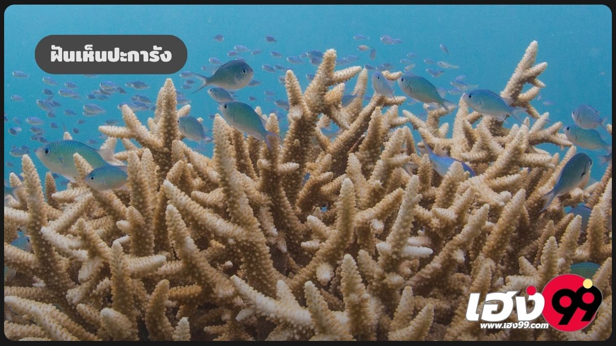 ฝันเห็นปะการัง